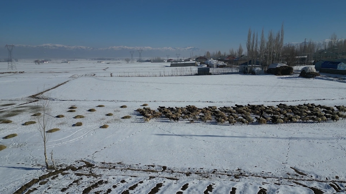 Hakkari\'de Besiciler Kışın Zorluğu ile Mücadele Ediyor