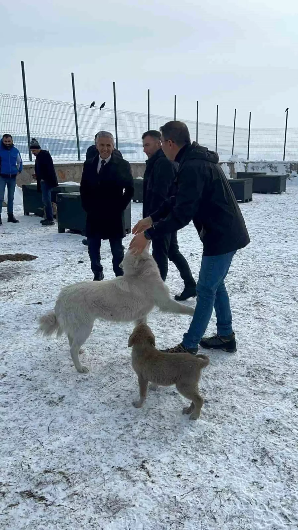 Ardahan\'ın Damal İlçesinde Hayvan Bakımevi Açıldı