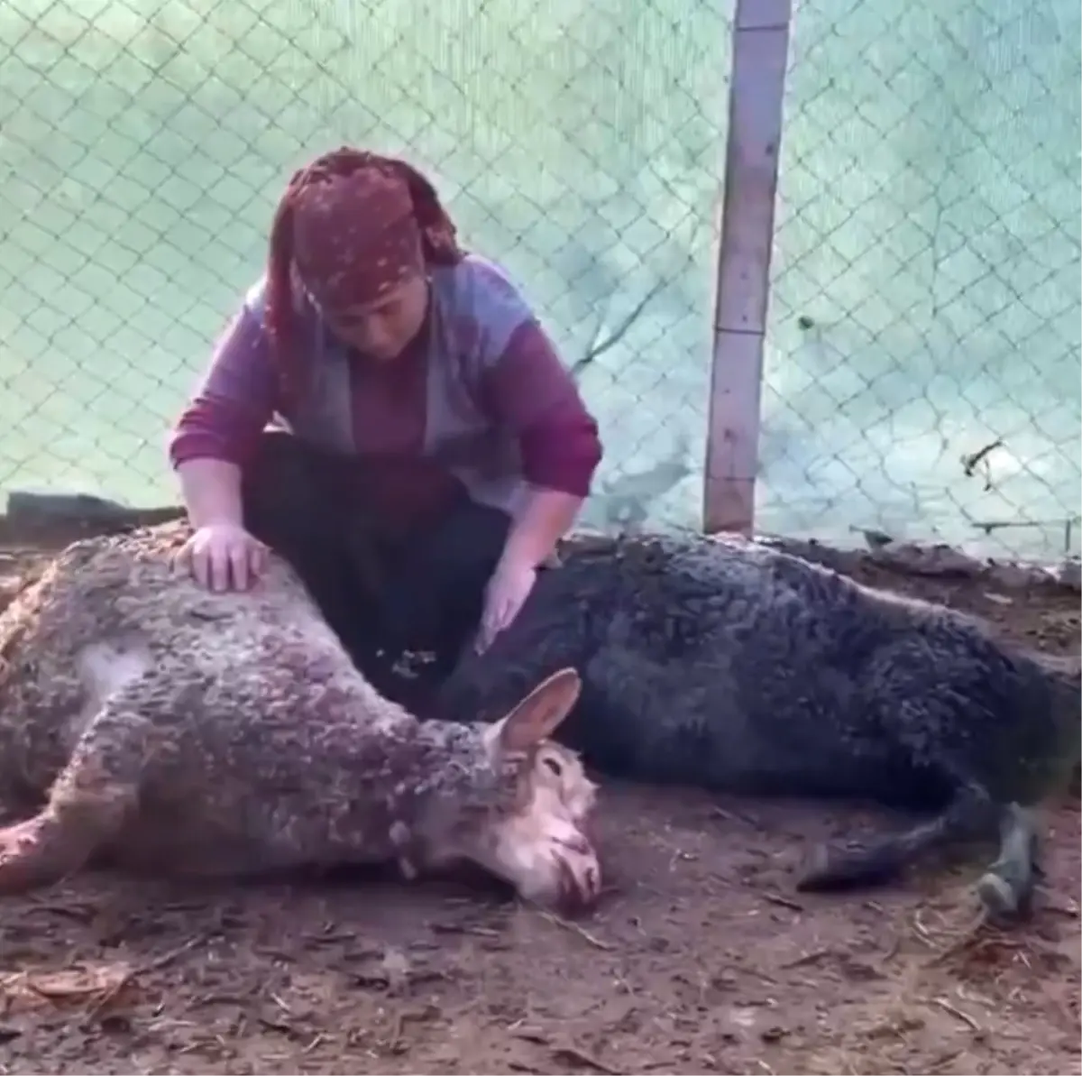 Sokak Köpekleri Koyunları Parçaladı, Küçük Kız Gözyaşlarına Boğuldu