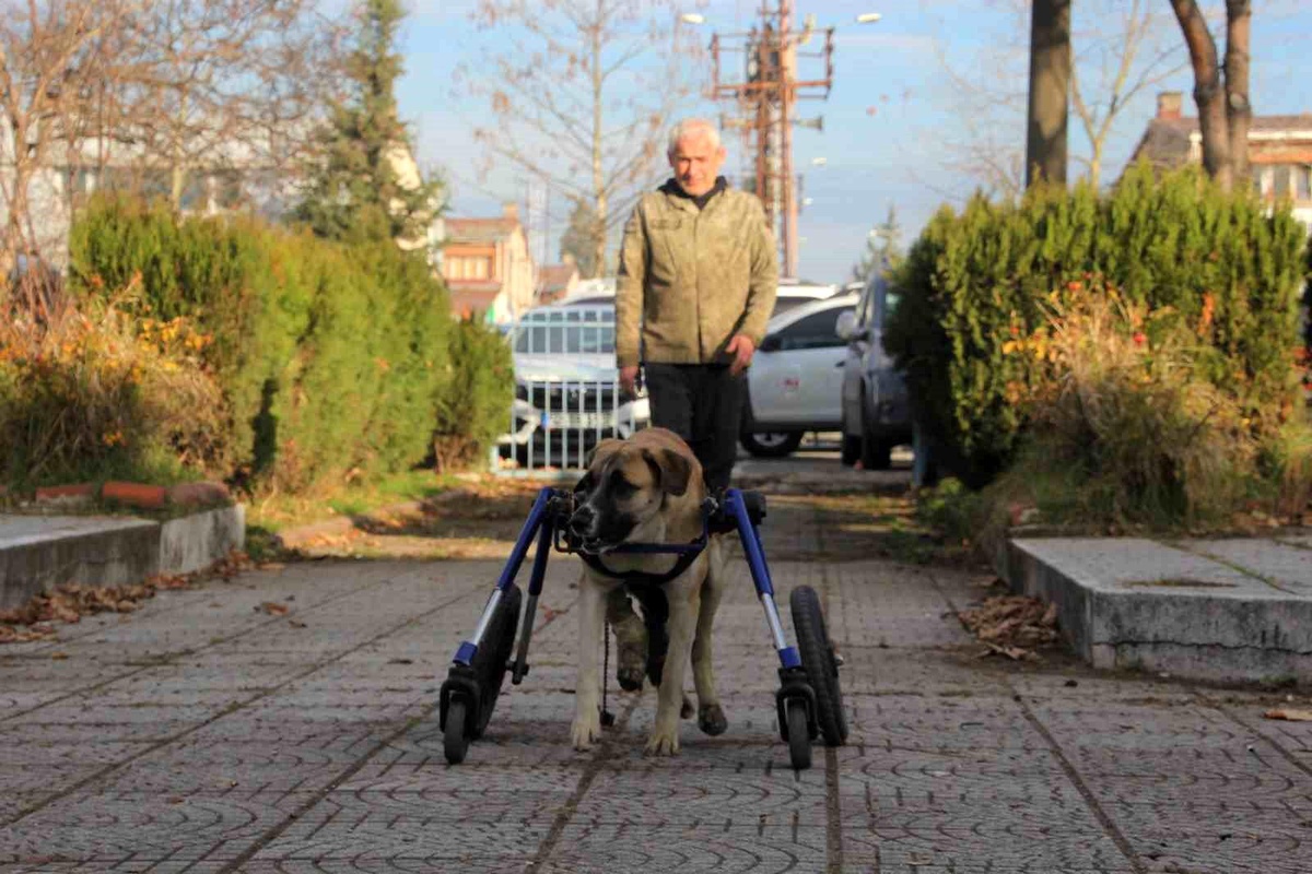 Tamirci Köpeğini Tekerlekli Yürüteçle Canlandırdı