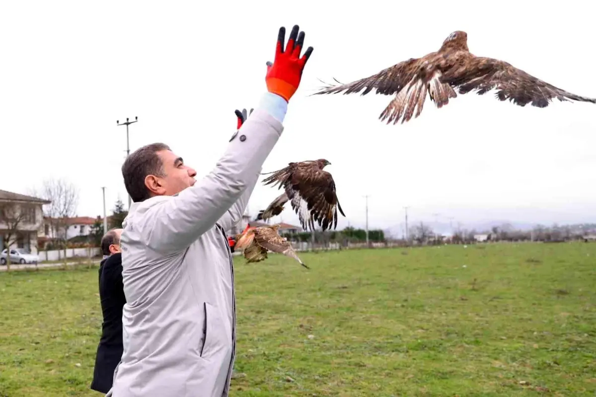 Düzce\'de Yaralı Kızıl Şahinler Doğaya Salındı