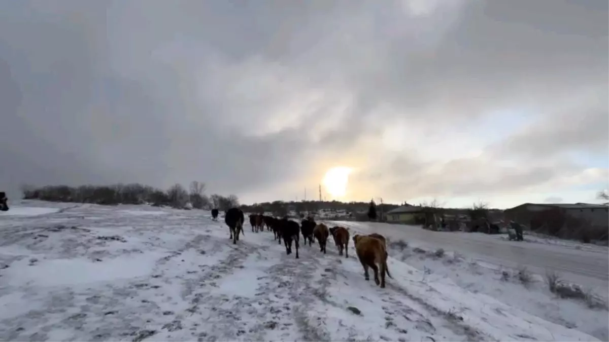 Edirne\'de Besiciler Kışın Zorluklarıyla Mücadele Ediyor