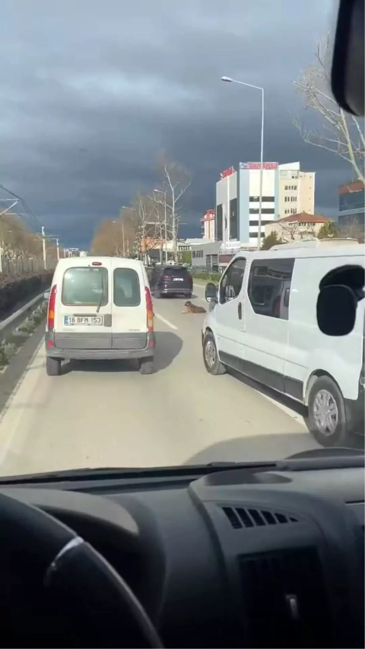 Bursa\'da Trafiğe Takılan Köpek