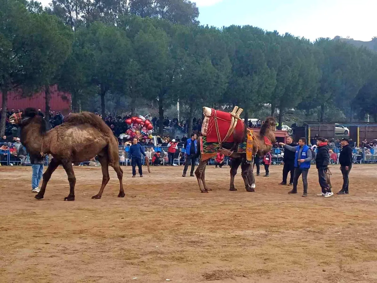 Köşk\'te 14. Geleneksel Deve Güreşi Festivali Coşkuyla Gerçekleşti