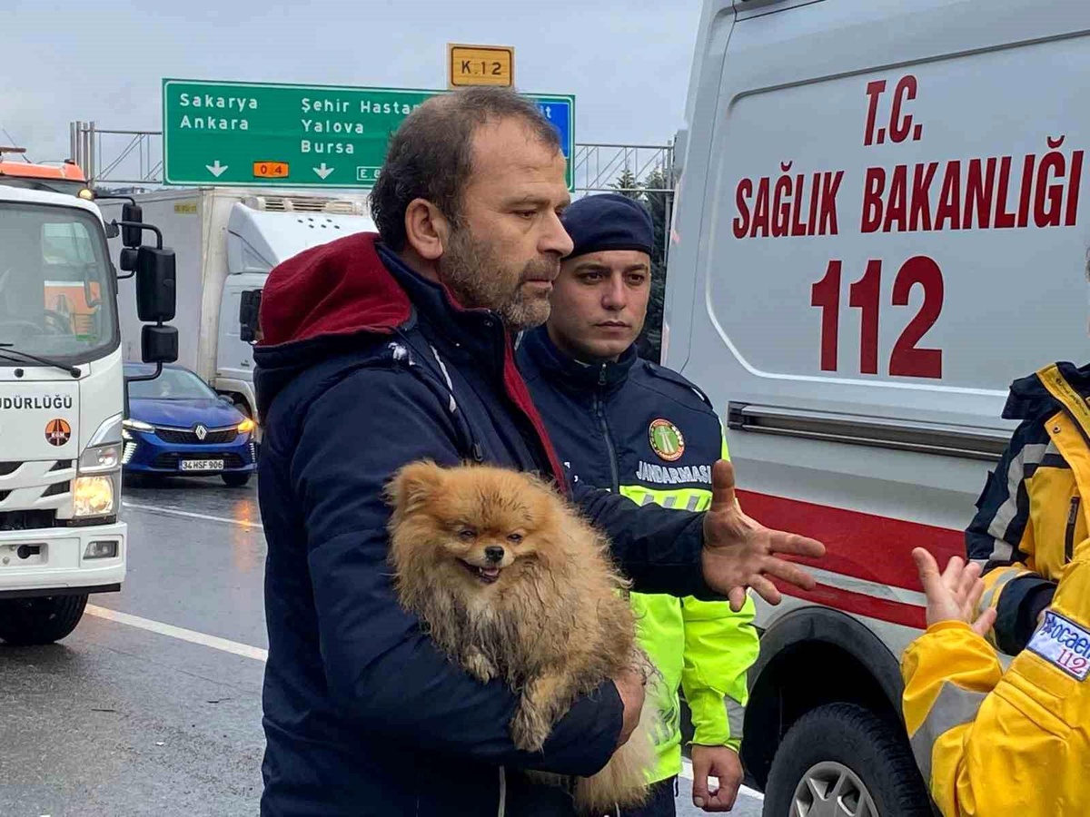 TEM Otoyolu\'nda Kaza: Sürücü Köpeğini Bırakmadı