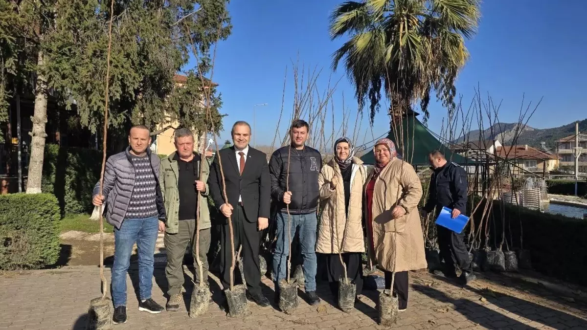 Bayırköy Belediyesi\'nden Ücretsiz Cennet Hurması Fidanı Dağıtımı