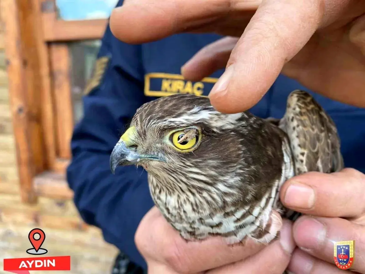 Yaralı Atmaca Kuşu Koruma Altına Alındı