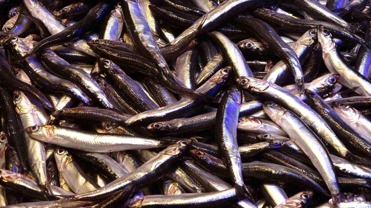 Hamsi: Karadeniz\'in Meşhur Balığı