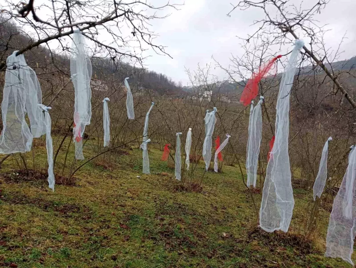 Fındık Bahçesi ile Tepki Gösterdi