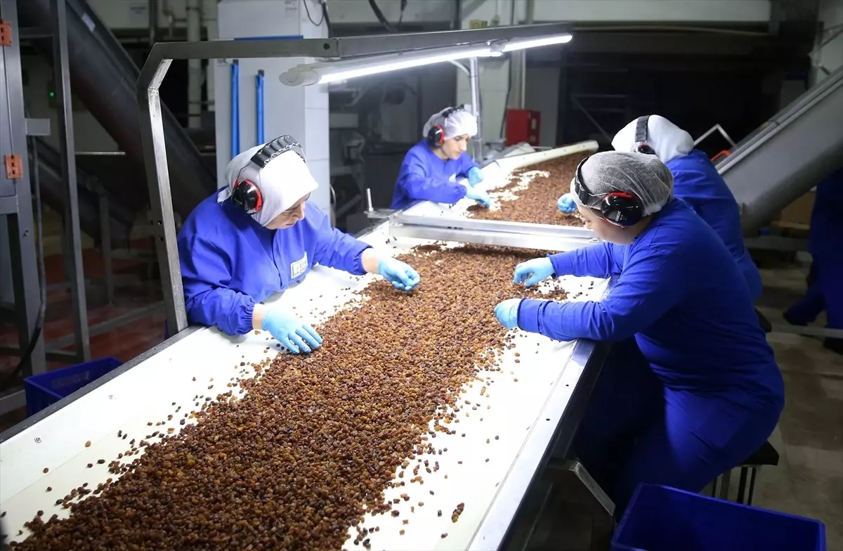 Kuru Üzüm İhracatı Yüzde 16 Arttı