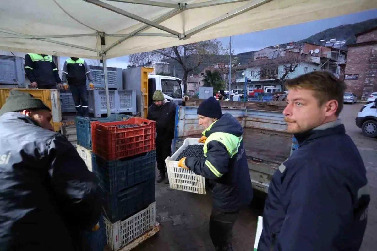 Gemlik Belediyesi, Çiftçilere Zeytin Desteği Sağlıyor