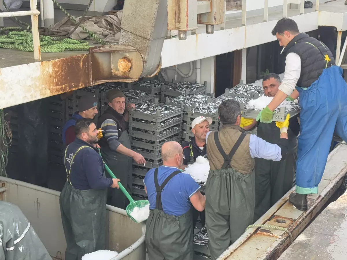 Erdek'te Balıkçılar Hamsi Ile Dolu Geri Döndü - Son Dakika