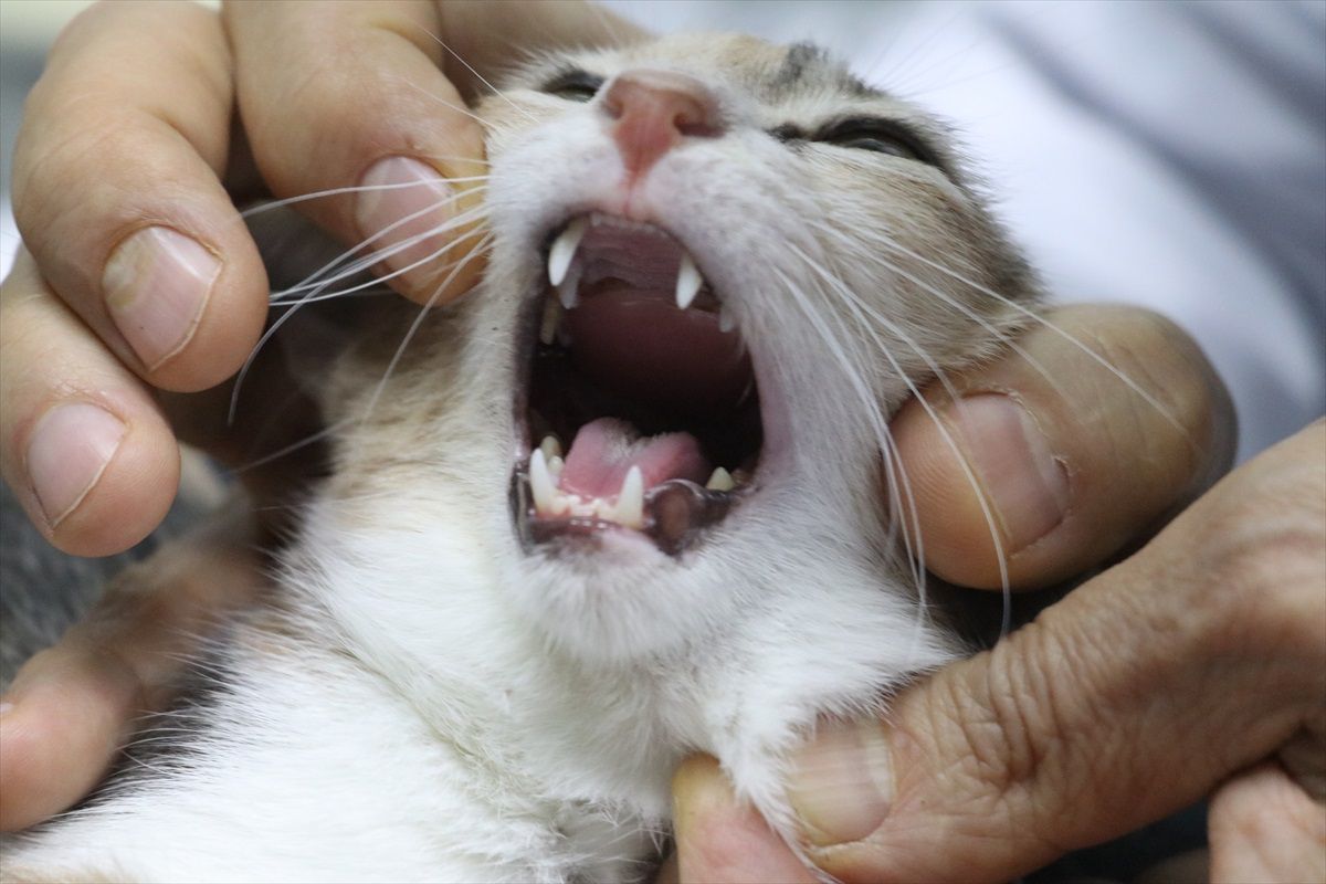 Protez damağı sayesinde kedi sağlığına kavuştu