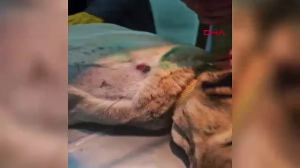 Bünyan\'da Sokak Köpeği Tabancayla Vuruldu