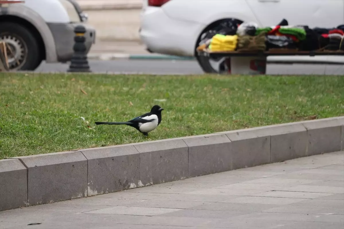 Rafa, Tekirdağ\'ın Maskotu Oldu