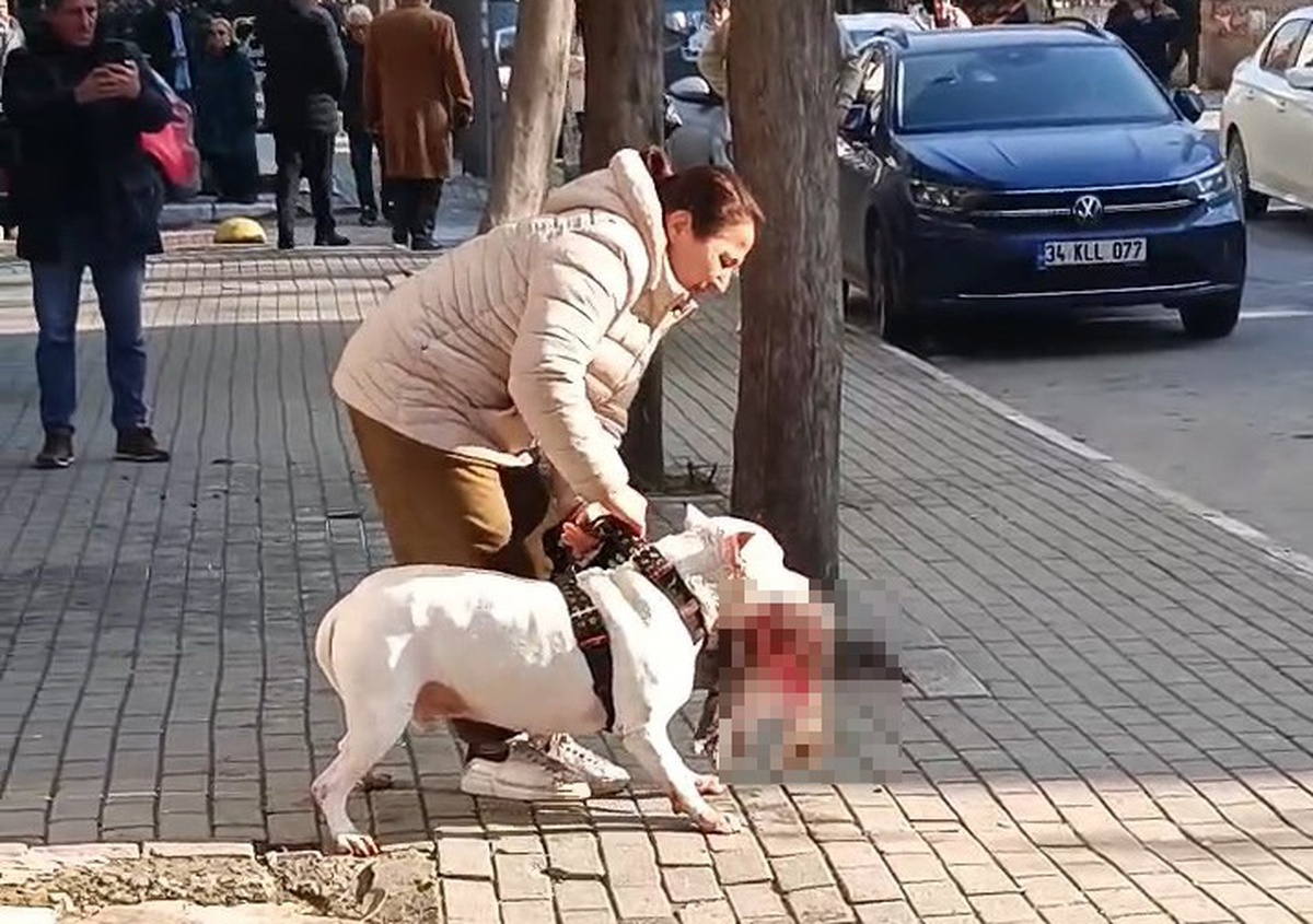 Avcılar\'da Yasaklı Irk Köpek Sokak Kedisini Öldürdü