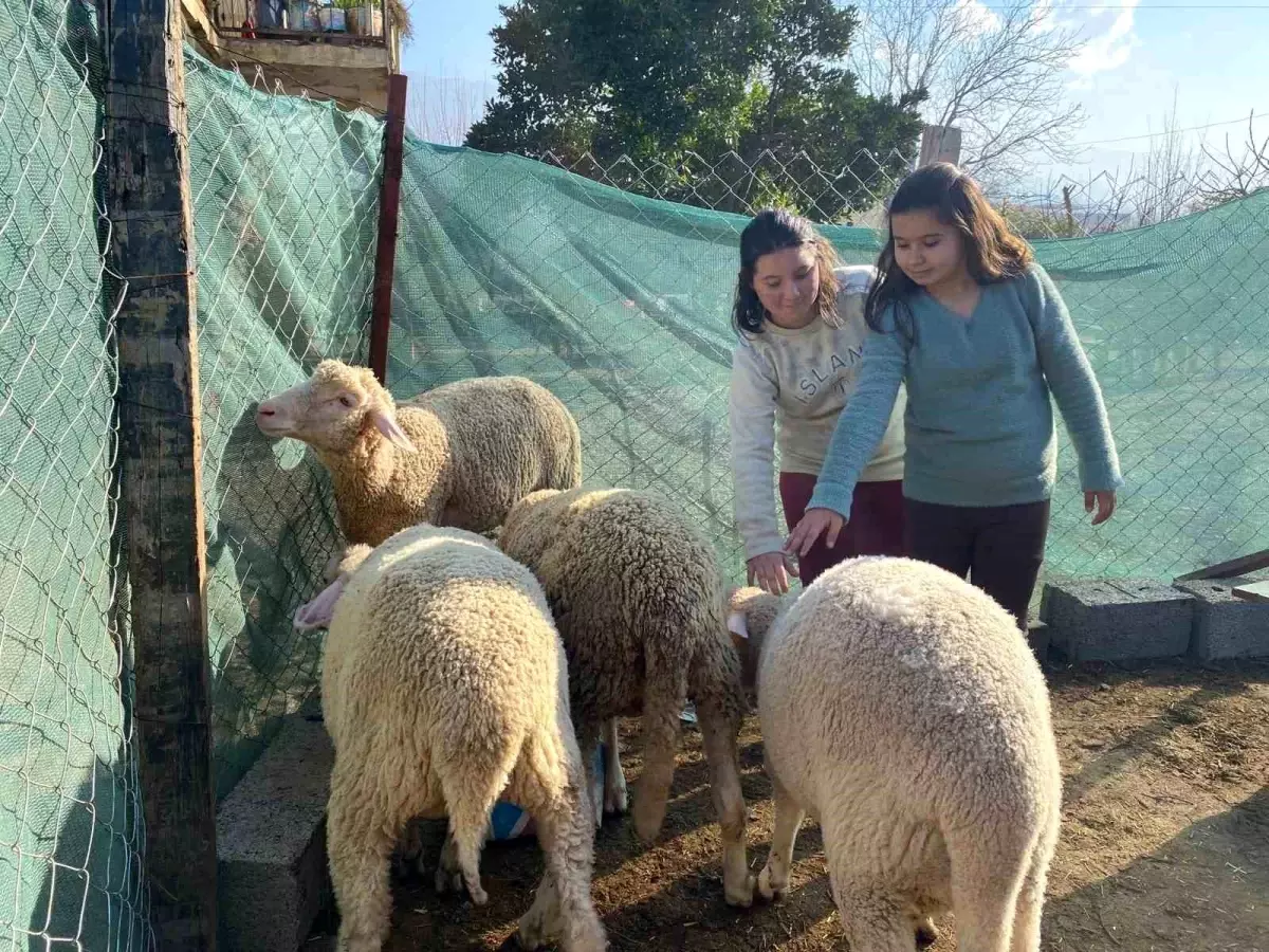 Hürü Melek İren\'in Gözyaşları Döktüğü Koyunlarına Düziçi Belediyesi\'nden Destek