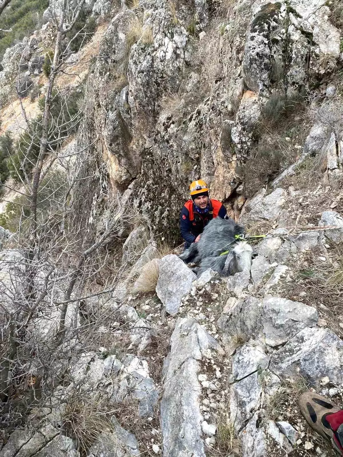 Mahsur Keçi AFAD ile Kurtarıldı