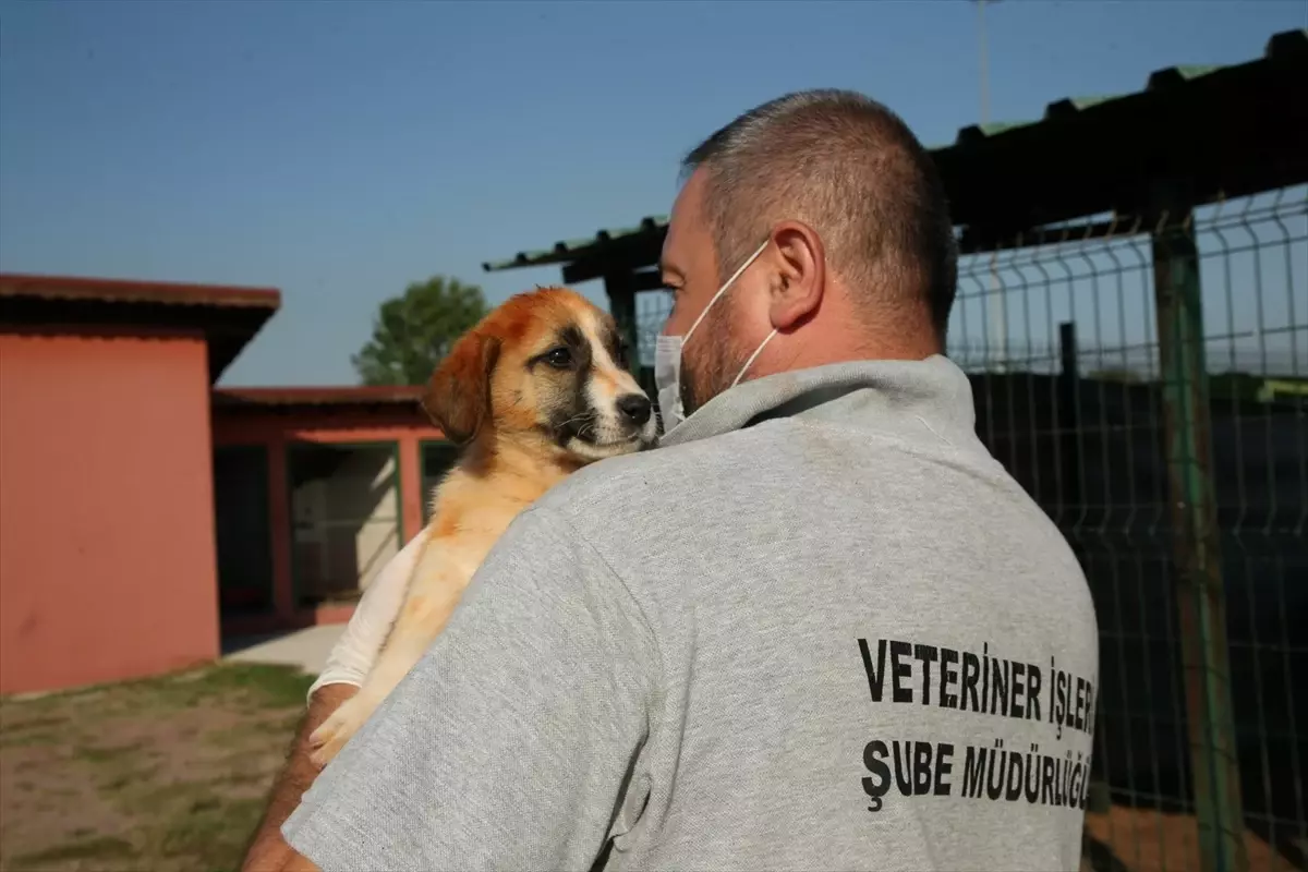 Sakarya\'da Sokak Hayvanları Rehabilitasyon Merkezi Faaliyette