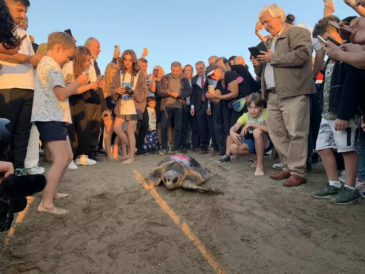 Yaralı Caretta Caretta \'Cumhuriyet\', 1000 Kilometre Yol Katetti