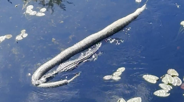 Timsah kendisinden iki kat büyük piton yılanını öldürdü