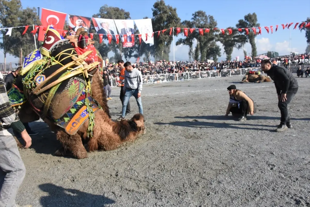 İncirliova\'da Deve Güreşleri Festivali Coşkusu