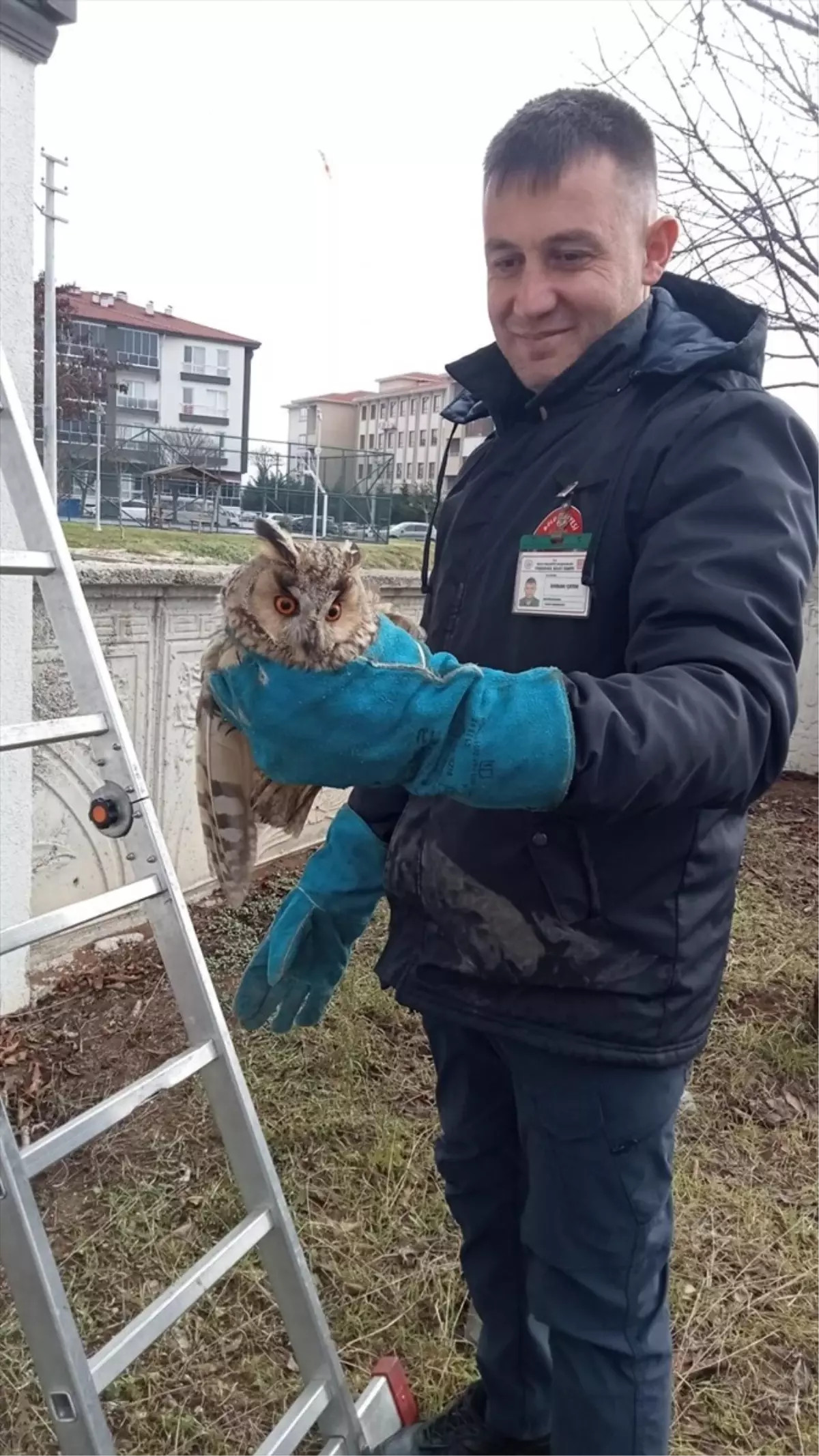 Bolu\'da Sıkışan Baykuş Kurtarıldı