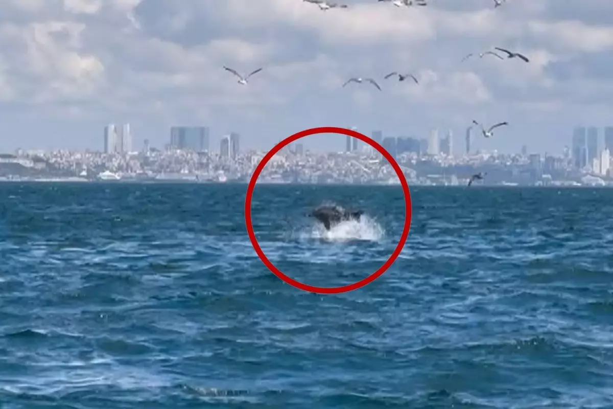 Marmara Denizi\'nde ender rastlanan olay! Bilim insanları inceliyor