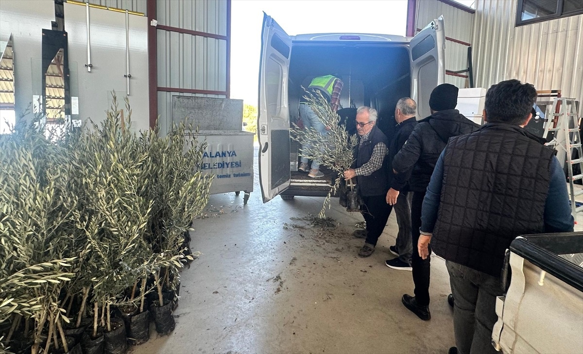 Alanya\'ya Zeytin ve Fıstık Fidanı Desteği