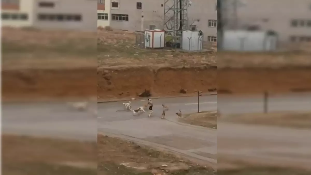 Ankara\'da başıboş köpekler yoldan geçenlere saldırdı; o anlar kamerada