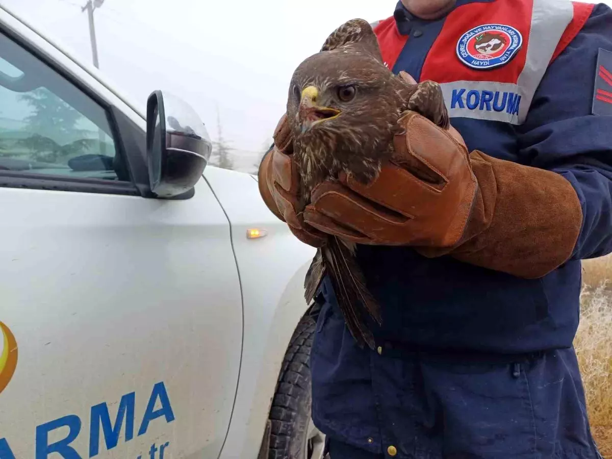 Yaralı Kızıl Şahin Koruma Altına Alındı