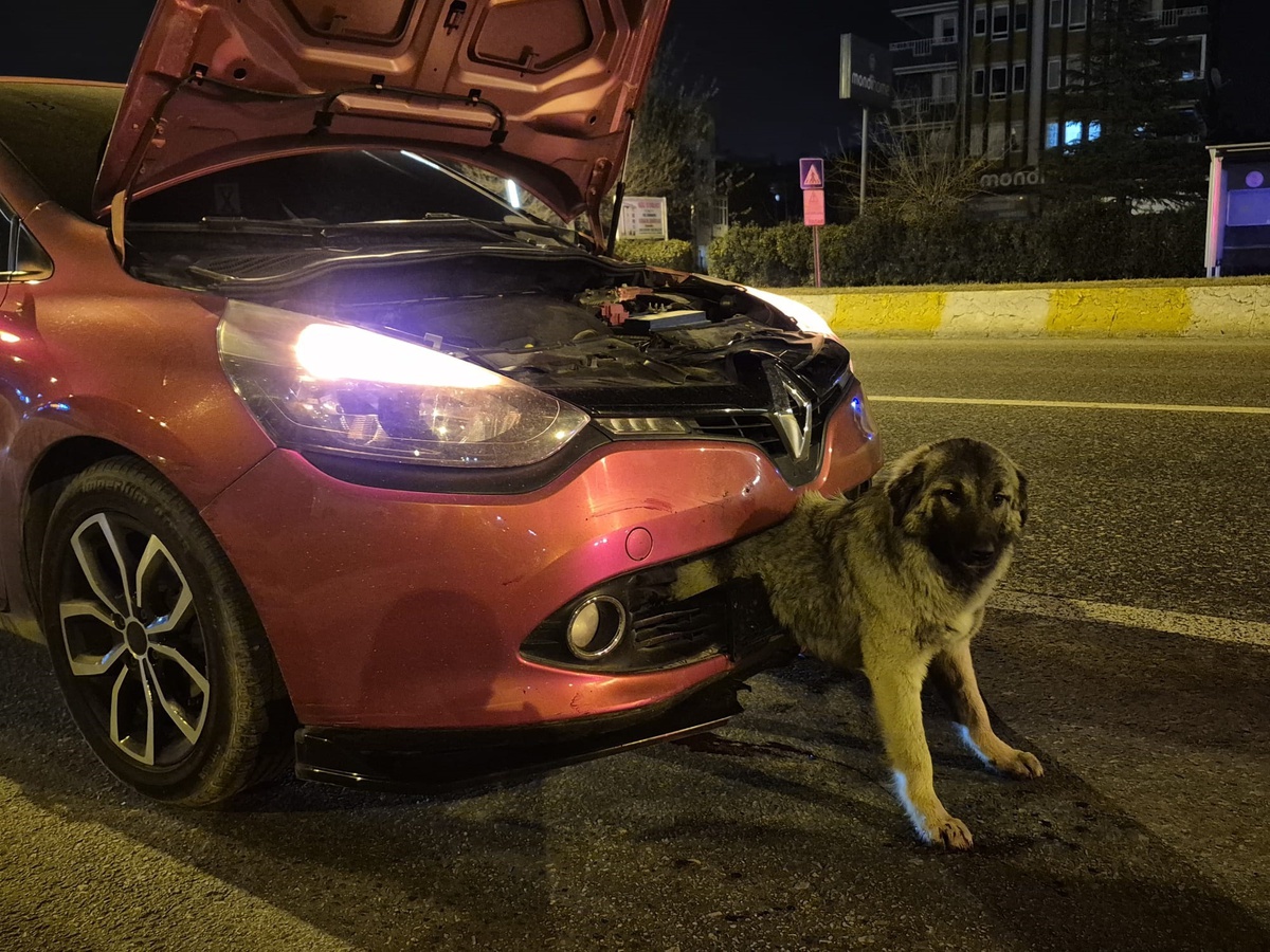 Edirne\'de Köpek Otomobilin Tamponuna Sıkıştı, İtfaiye Kurtardı