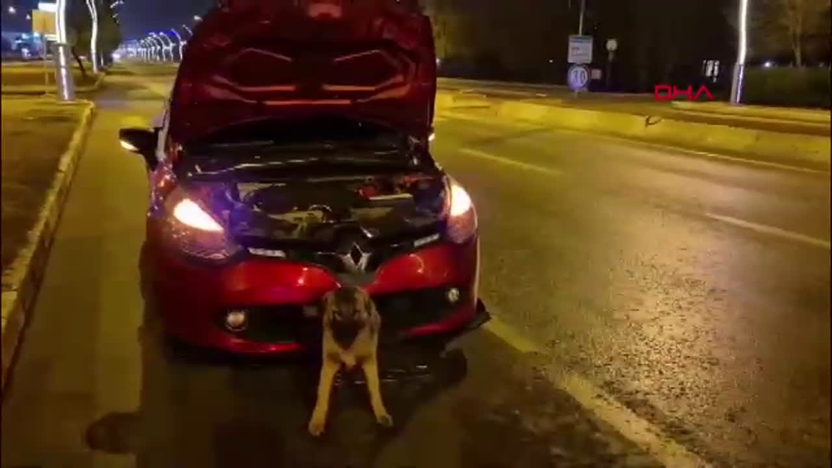 Edirne\'de Otomobile Çarpan Köpek İtfaiye Ekipleri Tarafından Kurtarıldı