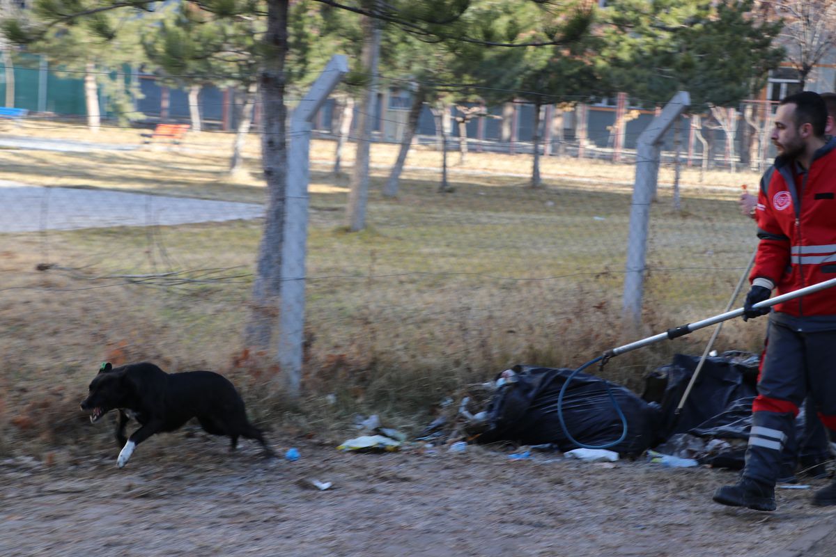 Kayseri\'de Başına Saldıran Köpekten Yaralanan Öğrenci Hastaneye Kaldırıldı
