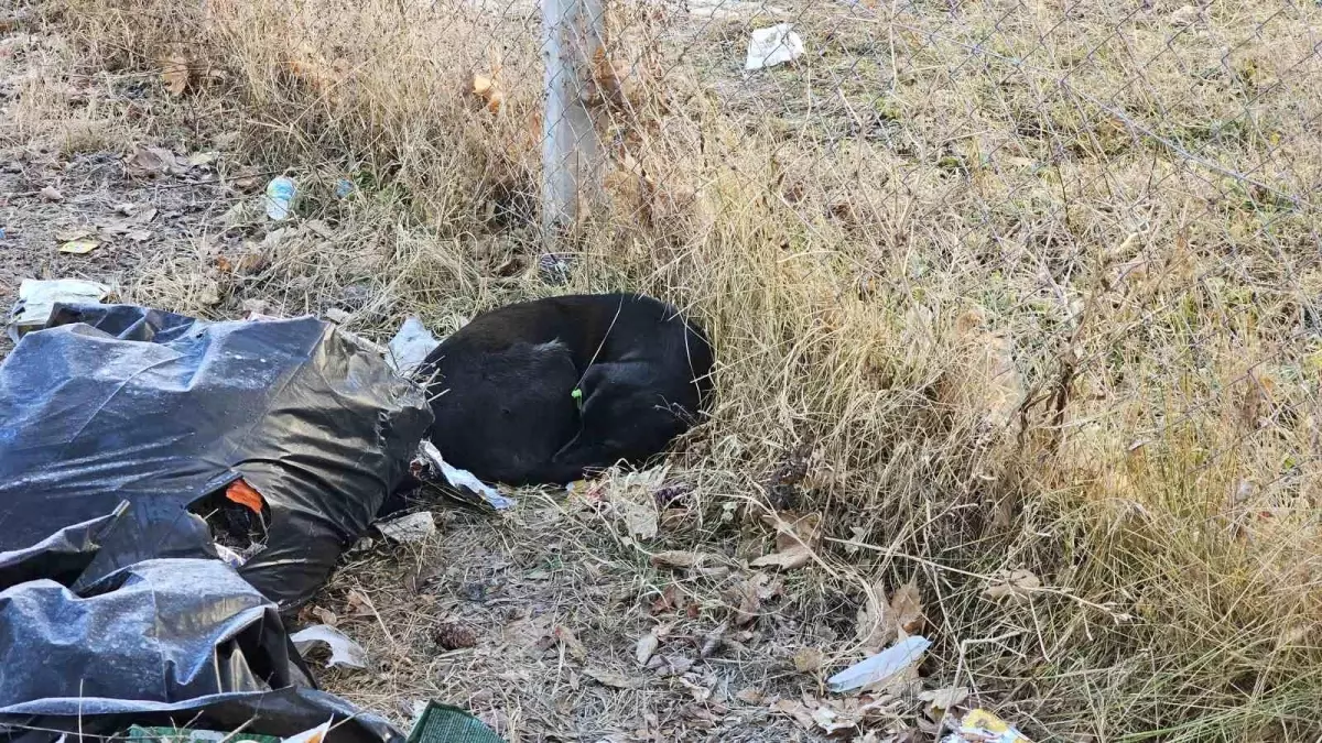 Köpek Isırdı, Öğrenci Hastaneye Kaldırıldı