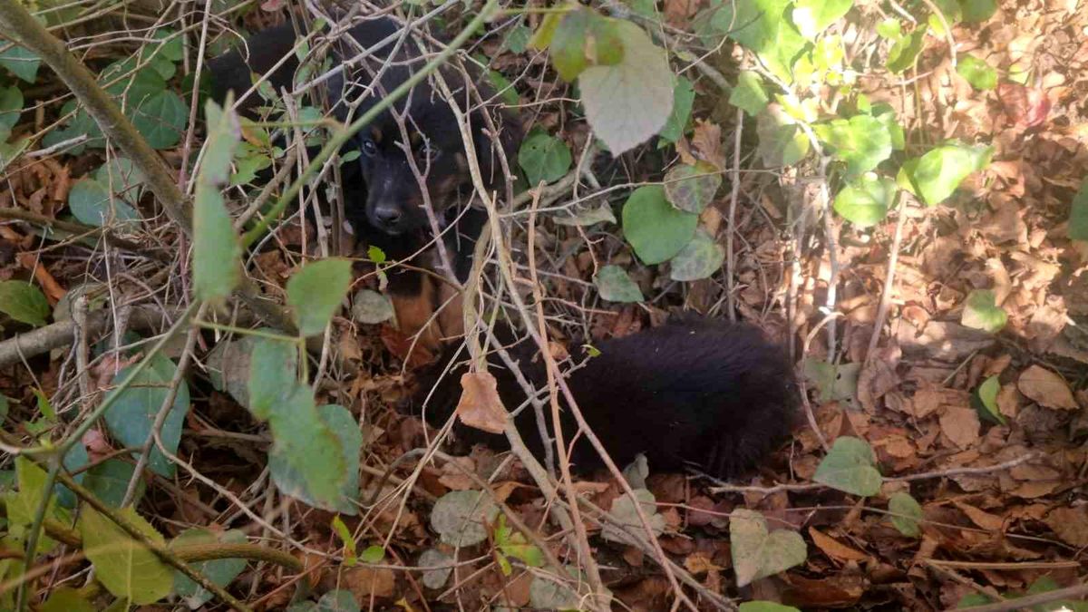 Mertoğlu\'nda Terk Edilen Köpekler Yaşama Mücadelesi Veriyor