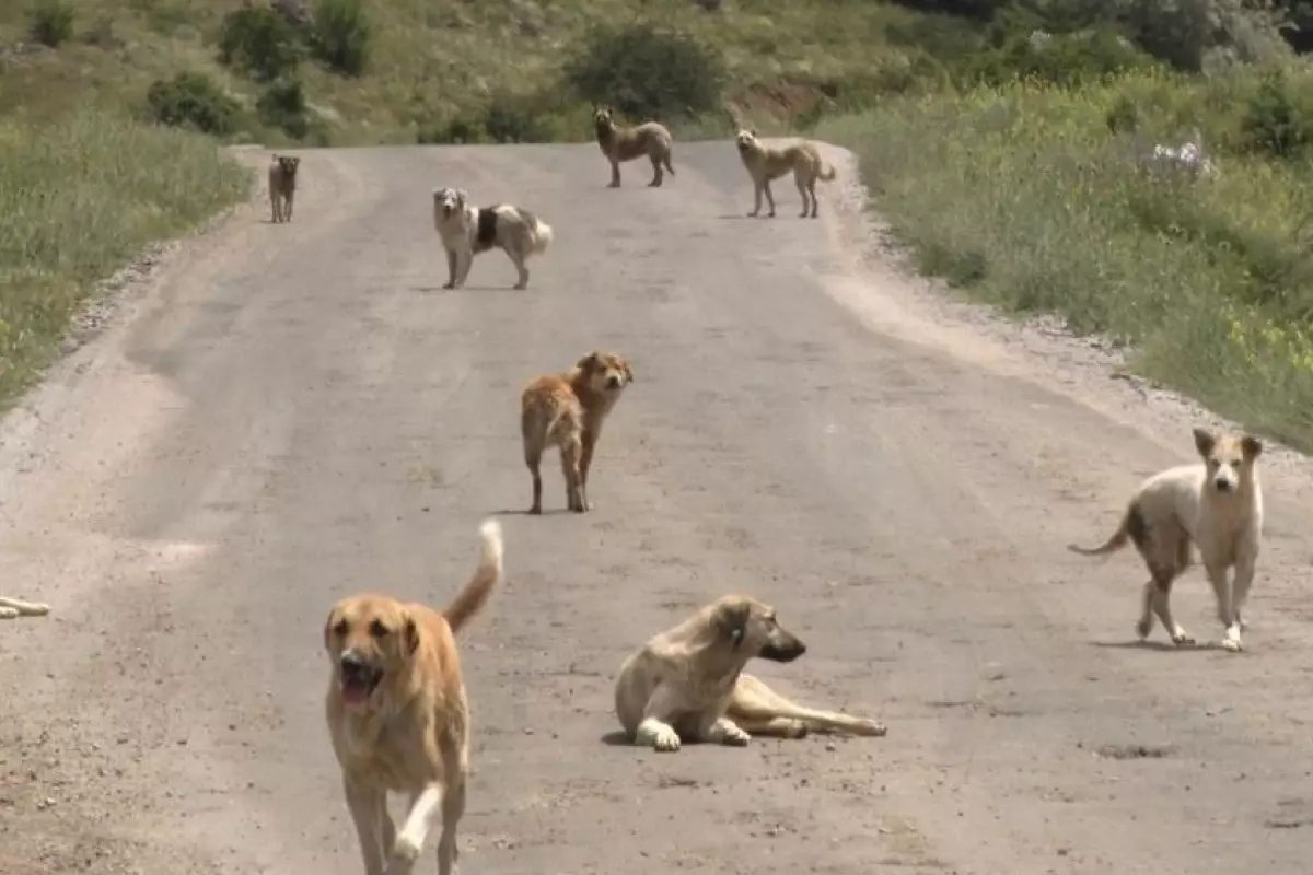 Ankara\'da okuldan dönerken başıboş köpeklerin saldırısına uğrayan çocuk yoğun bakımda