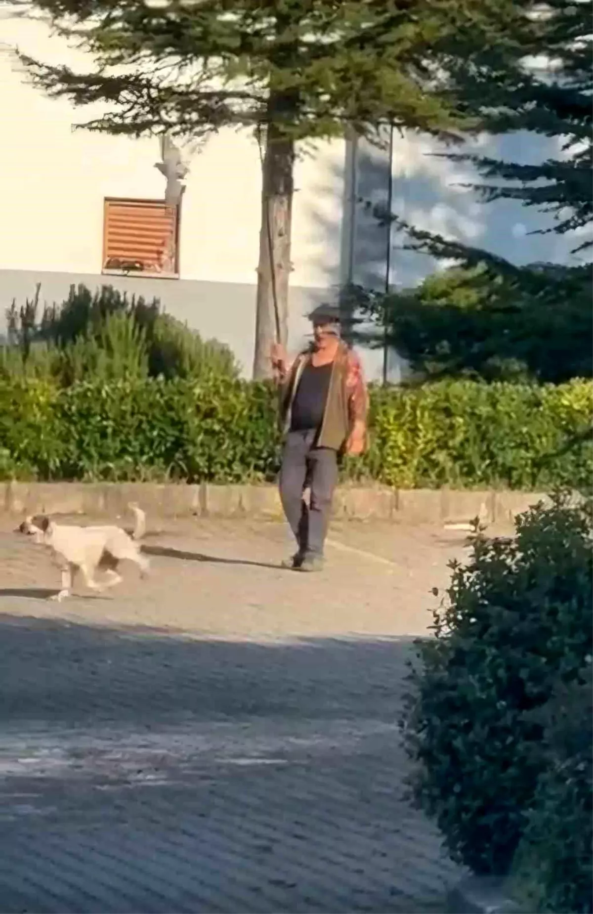 Bartın\'da Güvercinle Köpek Eğitimi Skandalı