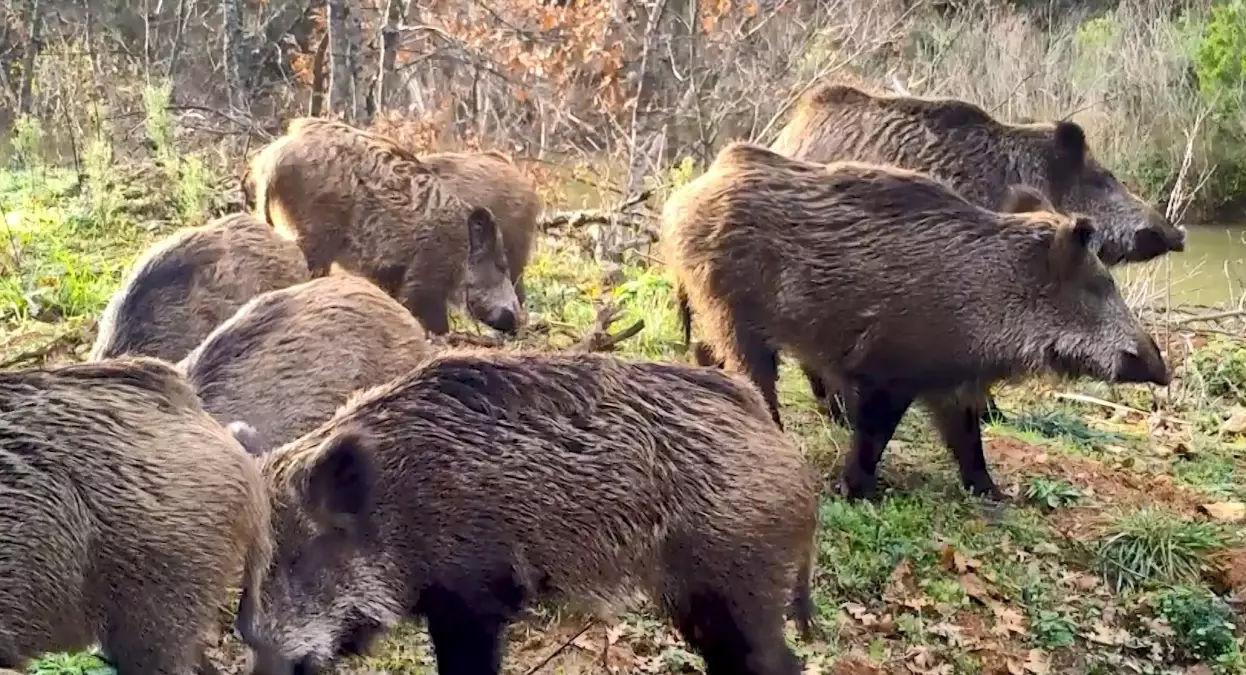 Doğada Yaban Hayatının Komik Anları Sosyal Medyada Paylaşıldı