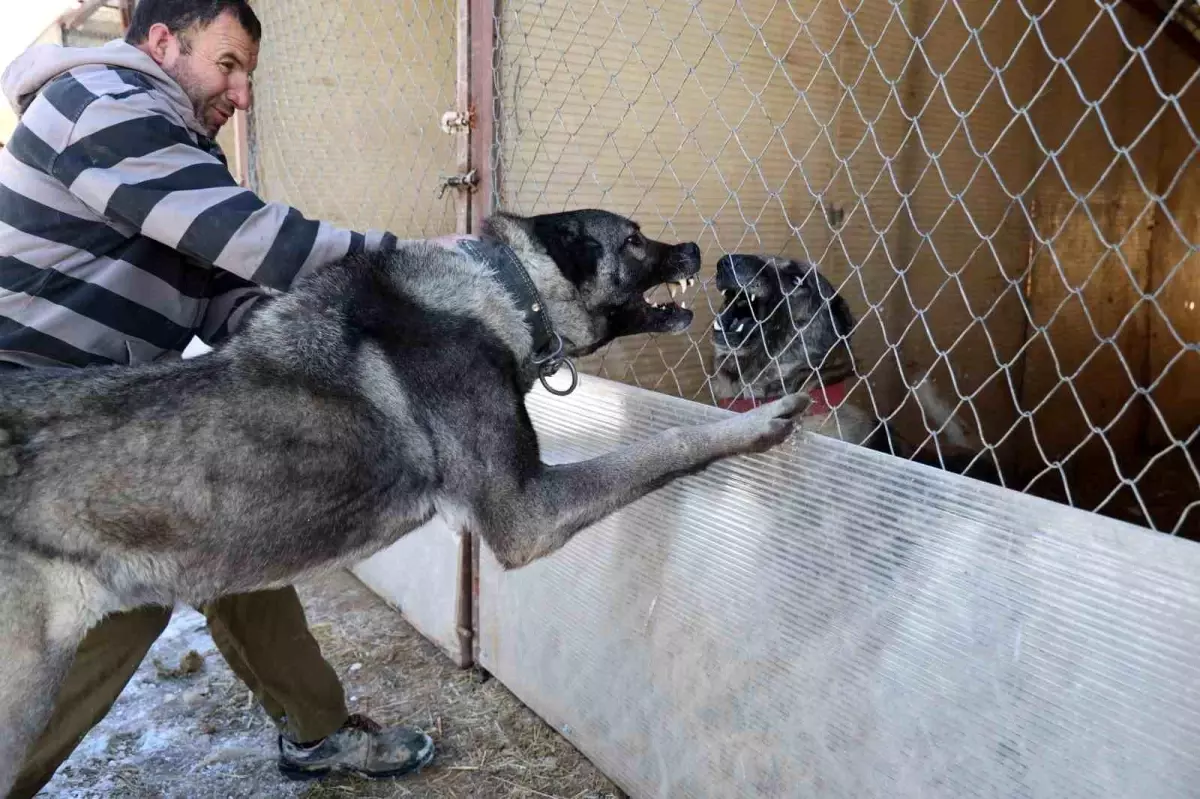 Kangal Köpekleri: Kurtların Azılı Düşmanı