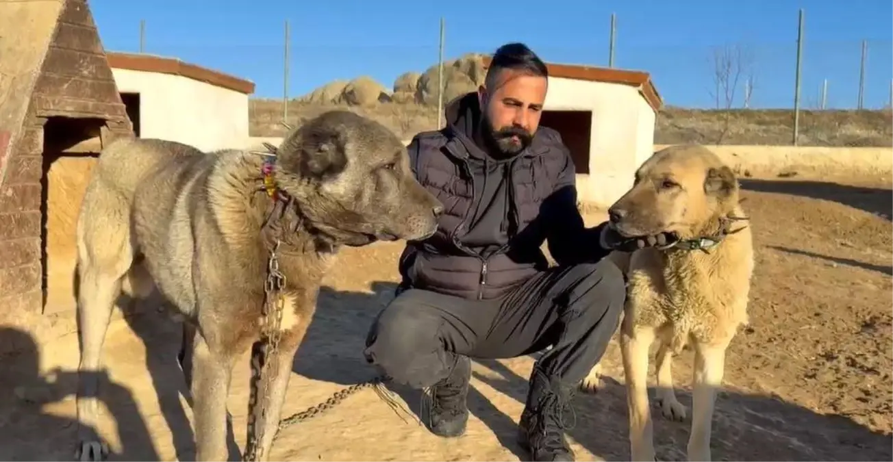 Kangal Köpekleri Suudi Arabistan\'a Satılıyor