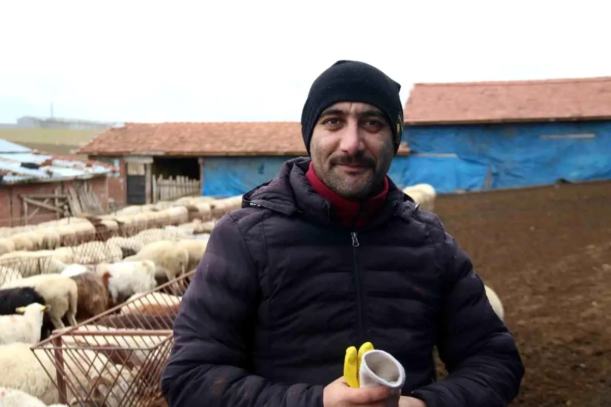 Dededen Toruna Canlı Hayvan Ticareti