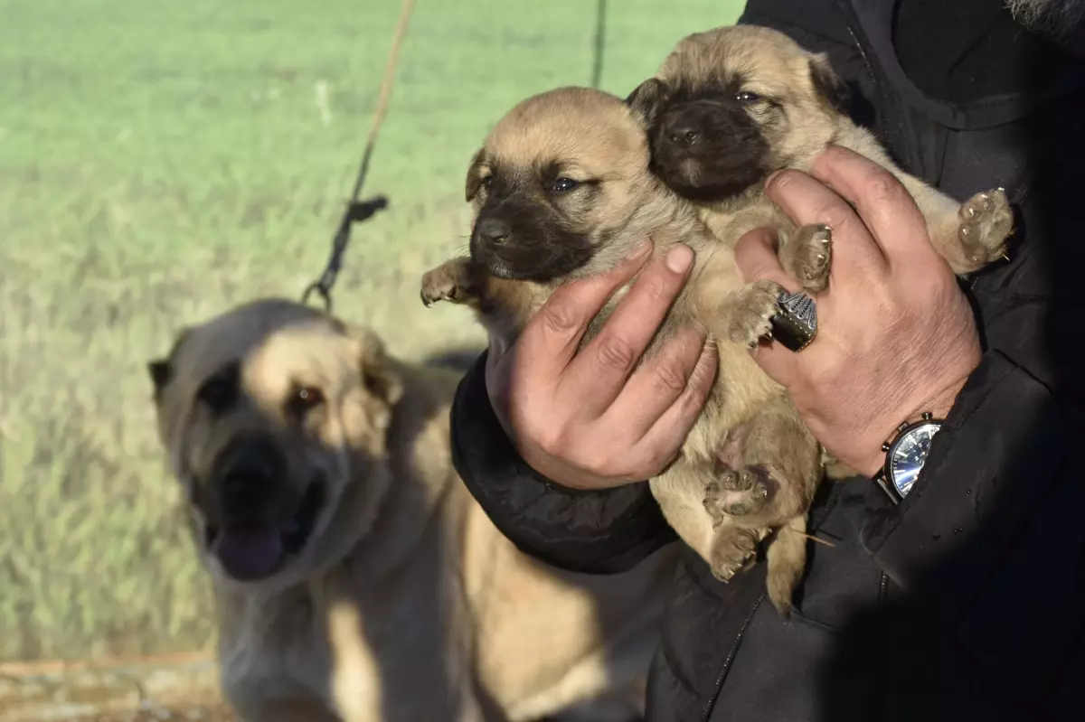 Safkan Kangal Köpekleri Üretim Çiftliği Kurdu