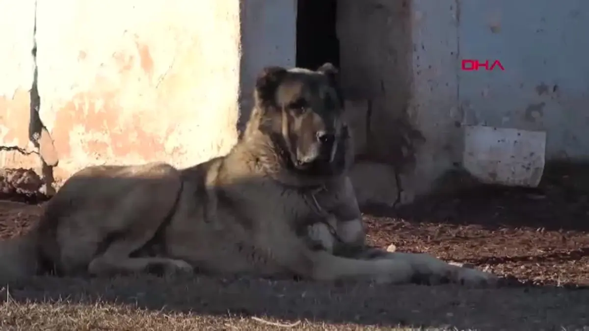 Sivas\'ta Kangal Köpeği Üretim Çiftliği Kuruldu