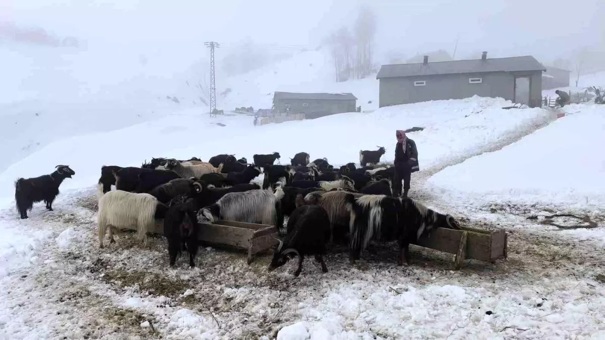 Muş\'ta Besicilik Zorlaşan Koşullarda Devam Ediyor