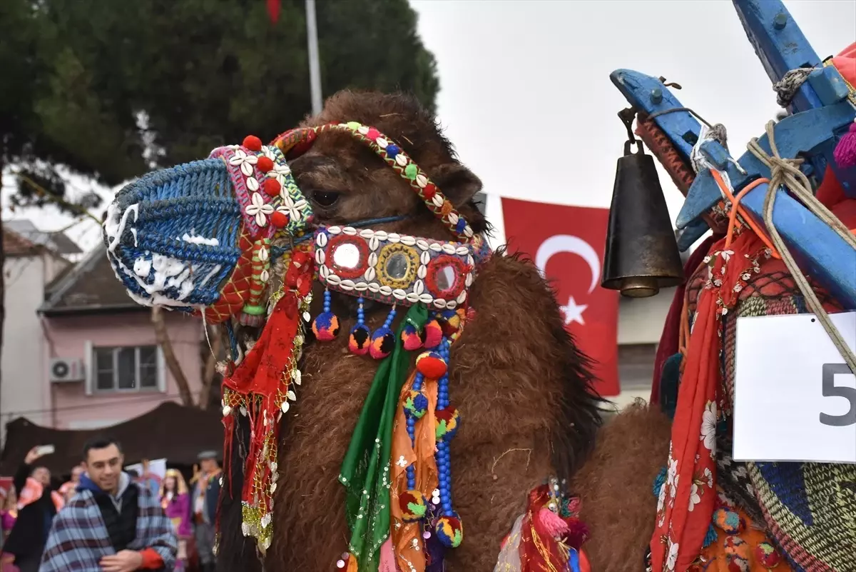 En Yakışıklı Deve Yarışması Sonuçlandı