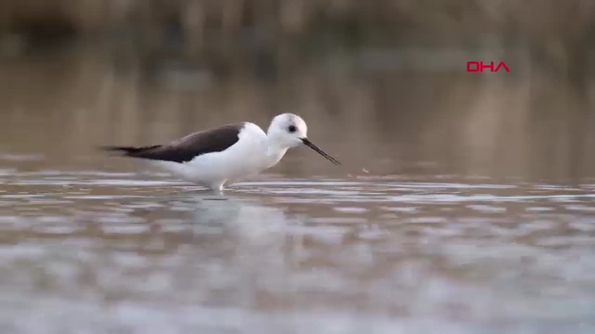 eBird Veri Tabanına Göre Türkiye\'de 497 Kuş Türü Kaydedildi