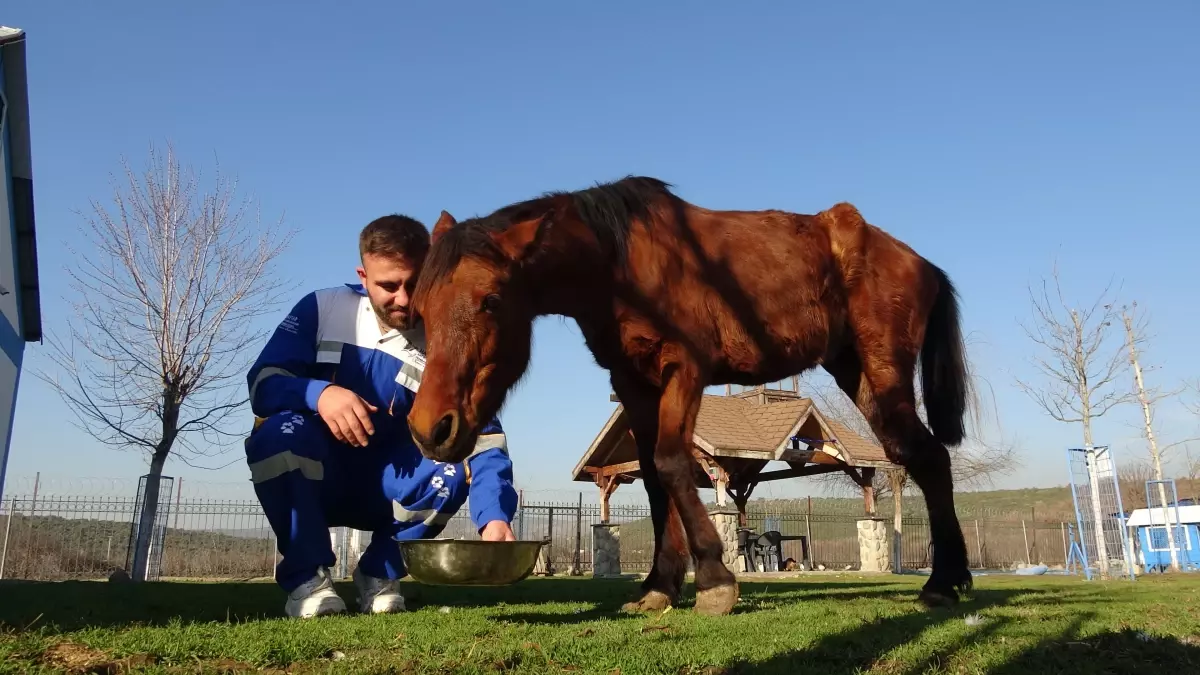 Yaralı At Frida, HAYTAP Tarafından Kurtarıldı