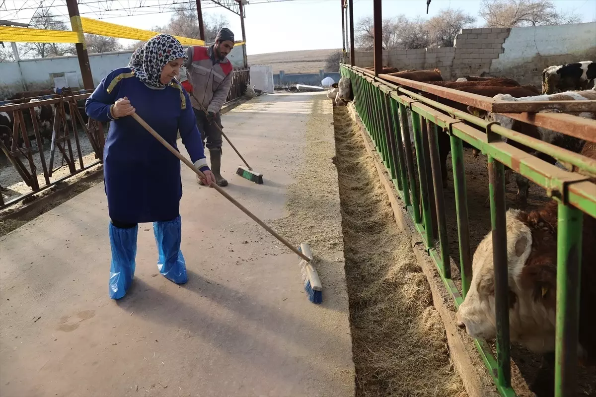 Hobiyle Başladı, 780 Hayvanlı Çiftlik Kurdu