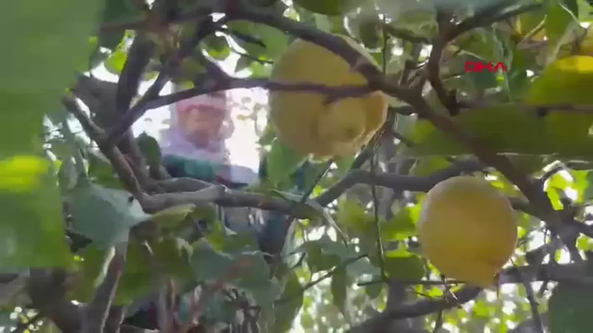 Mersin\'de Limon Üreticileri İhracat Destekleri Bekliyor